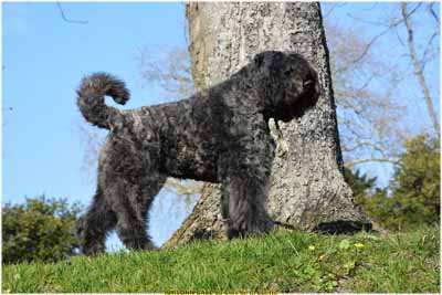 IURSONN © Elevage de bouviers des flandres du Clos de la Luette specialisé pour le bouvier des flandres Copyrigth depose